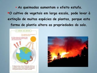  Florestas estão sendo derrubadas para ceder espaço a novas áreas de cultivo.As queimadas aumentam o efeito estufa.