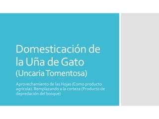 Domesticación de 
la Uña de Gato 
(Uncaria Tomentosa) 
Aprovechamiento de las Hojas (Como producto 
agrícola). Remplazando a la corteza (Producto de 
depredación del bosque) 
 