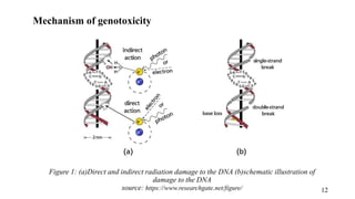 Figure 1: (a)Direct and indirect radiation damage to the DNA (b)schematic illustration of
damage to the DNA
source: https://www.researchgate.net/figure/
Mechanism of genotoxicity
12
 