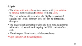 2.Lysis
• The slides with test cells are then treated with lysis solution
to remove membranes and histones from the DNA.
• The lysis solution often consists of a highly concentrated
aqueous salt (often, common table salt can be used) and a
detergent .
• The aqueous salt disrupts proteins and their bonding patterns
within the cell as well as disrupting the RNA content of the
cell.
• The detergent dissolves the cellular membrane.
• Only the DNA of the cell remains.
20
 
