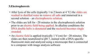 3.Electrophoresis
• After lysis of the cells (typically 1 to 2 hours at 4 °C) the slides are
washed in distilled water to remove all salts and immersed in a
second solution – an electrophoresis solution.
• The slides are left for ~20 minutes in the electrophoresis solution
prior to an electric field being applied. In alkaline conditions the
DNA double helix is denatured and the nucleoid becomes single
stranded.
• An electric field is applied (typically 1 V/cm) for ~20 minutes. The
slides are then neutralized to pH 7, stained with a DNA-specific
fluorescent stain and analyzed using a microscope that is connected
to a computer with image analysis software
21
 