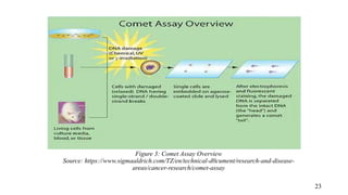 Figure 3: Comet Assay Overview
Source: https://www.sigmaaldrich.com/TZ/en/technical-d0cument/research-and-disease-
areas/cancer-research/comet-assay
23
 