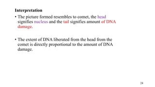 Interpretation
• The picture formed resembles to comet, the head
signifies nucleus and the tail signifies amount of DNA
damage.
• The extent of DNA liberated from the head from the
comet is directly proportional to the amount of DNA
damage.
24
 