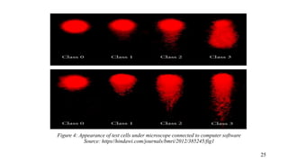 Figure 4: Appearance of test cells under microscope connected to computer software
Source: https//hindawi.com/journals/bmri/2012/385245/fig1
25
 