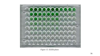 Figure 12: ELISA plates
56
 