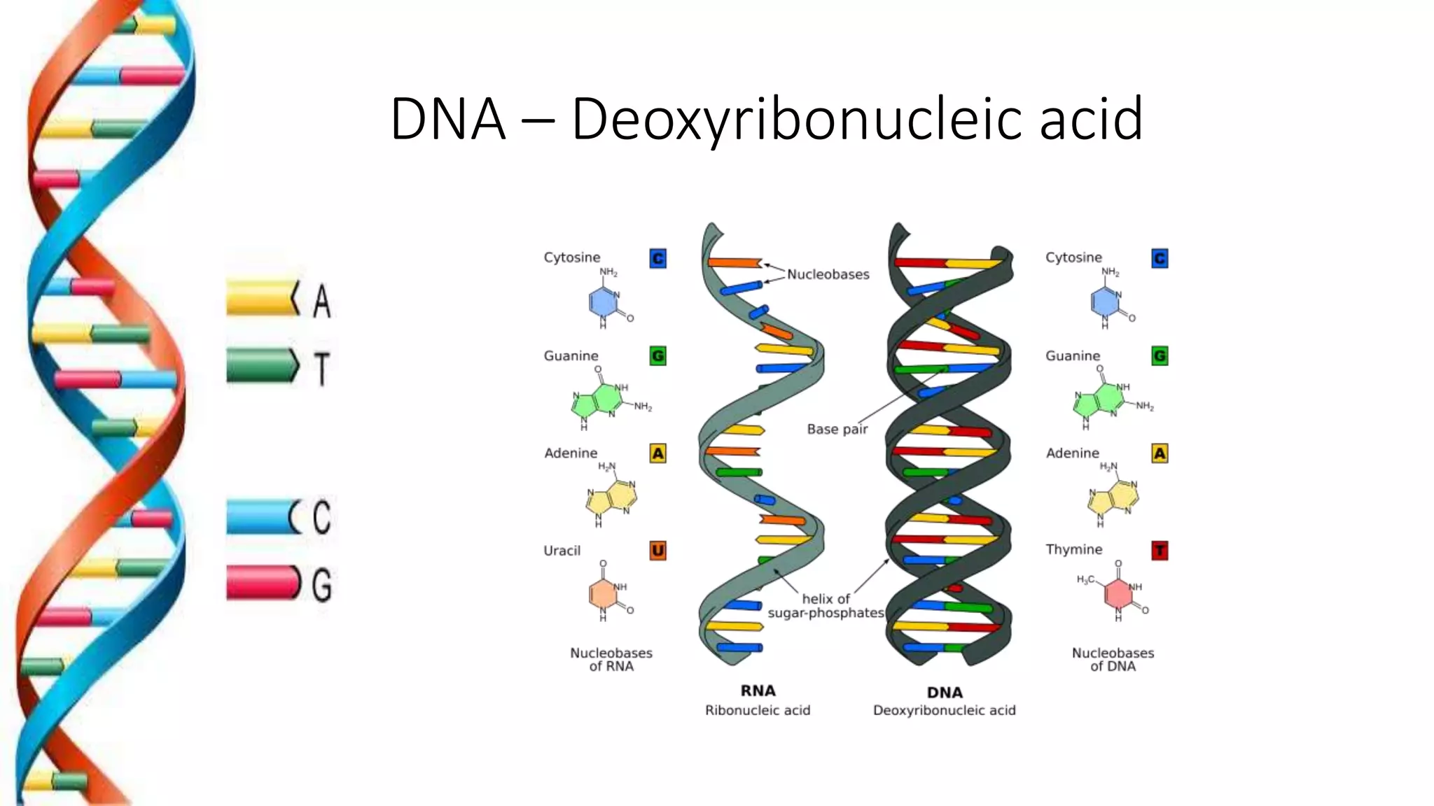 DNA – Deoxyribonucleic acid
