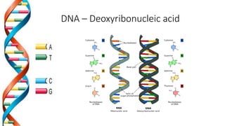 DNA – Deoxyribonucleic acid
 