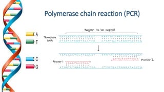 Polymerase chain reaction (PCR)
 