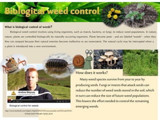 How does it works?
Manyweedspecies survive fromyearto yearby
producingseeds.Fungi orinsects thatattackseedscan
reducethe numberofweed seeds storedin thesoil, which
in turncanreducethe sizeoffutureweed populations.
This lowersthe effortneededtocontrolthe remaining
emerging weeds.
http://www.facebook.com/l.php?u=http%3A%2F%2Fwww.youtube.com%2Fwatch%3Fv
%3DqV3u6GF1FRw&h=QAQF_BznB
What is biological control of weeds?
Biological weed control involves using living organisms, such as insects, bacteria, or fungi, to reduce weed populations. In nature,
nature, plants are controlled biologically by naturally occurring organisms. Plants become pests - and are labeled "weeds" - when they
they run rampant because their natural enemies become ineffective or are nonexistent. The natural cycle may be interrupted when a
a plant is introduced into a new environment.
 