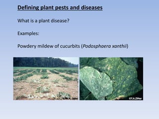 Defining plant pests and diseases
What is a plant disease?
Examples:
Powdery mildew of cucurbits (Podosphaera xanthii)
 