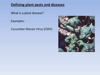 Defining plant pests and diseases
What is a plant disease?
Examples:
Cucumber Mosaic Virus (CMV)
 