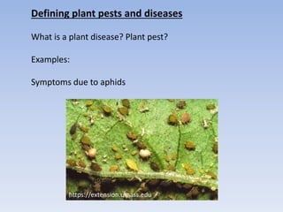 Defining plant pests and diseases
What is a plant disease? Plant pest?
Examples:
Symptoms due to aphids
https://extension.umass.edu
 