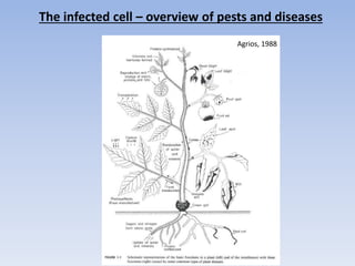The infected cell – overview of pests and diseases
Agrios, 1988
 
