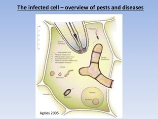 The infected cell – overview of pests and diseases
Agrios 2005
 