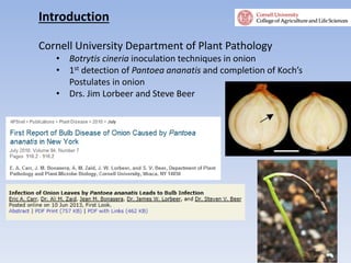 Introduction
Cornell University Department of Plant Pathology
• Botrytis cineria inoculation techniques in onion
• 1st detection of Pantoea ananatis and completion of Koch’s
Postulates in onion
• Drs. Jim Lorbeer and Steve Beer
 