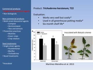 Product: Trichoderma harzianum, T22
Evaluation:
• Works very well but costly*
• Used in all greenhouse potting media*
• Six-month shelf life*
Commercial products
• Single-strain biocontrol agents
• Non-biologicals
Non-commercial products
• Multi-strain biocontrol agents
–Compost
–Vermicompost
–Teas and extracts
• Prevention practices
–Mulches
–Cover crops
–Crop rotation
Seed treatments
• Single-strain agents
–Psuedomonas
–Bacillus
–Trichoderma
• Novel treatments
*Anecdotal Martínez-Mendina et al. 2013
Inoculated with Botrytis cinerea
 