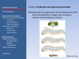 Product: Bt (Bacillus thuringiensis) Insecticides
Mechanism(s) of suppression: pore forming toxins that
kill larval epithelium midgut cells causing an
osmotic shock leading to cell lysis
Commercial products
• Single-strain biocontrol agents
• Non-biologicals
Non-commercial products
• Multi-strain biocontrol agents
–Compost
–Vermicompost
–Teas and extracts
• Prevention practices
–Mulches
–Cover crops
–Crop rotation
Seed treatments
• Single-strain agents
–Psuedomonas
–Bacillus
–Trichoderma
• Novel treatments
*Anecdotal
mbio.asm.org
 