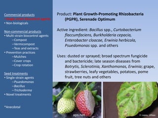 Product: Plant Growth-Promoting Rhizobacteria
(PGPR), Serenade Optimum
Active ingredient: Bacillus spp., Curtobacterium
flaccumfaciens, Burkholderia cepacia,
Enterobacter cloacae, Erwinia herbicola,
Psuedomonas spp. and others
Uses: dusted or sprayed; broad spectrum fungicide
and bactericide; late season diseases from
Botrytis, Sclerotinia, Xanthomonas, Erwinia; grape,
strawberries, leafy vegetables, potatoes, pome
fruit, tree nuts and others
Commercial products
• Single-strain biocontrol agents
• Non-biologicals
Non-commercial products
• Multi-strain biocontrol agents
–Compost
–Vermicompost
–Teas and extracts
• Prevention practices
–Mulches
–Cover crops
–Crop rotation
Seed treatments
• Single-strain agents
–Psuedomonas
–Bacillus
–Trichoderma
• Novel treatments
*Anecdotal
aps.net
 
