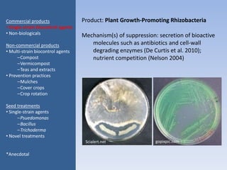 Product: Plant Growth-Promoting Rhizobacteria
Mechanism(s) of suppression: secretion of bioactive
molecules such as antibiotics and cell-wall
degrading enzymes (De Curtis et al. 2010);
nutrient competition (Nelson 2004)
Commercial products
• Single-strain biocontrol agents
• Non-biologicals
Non-commercial products
• Multi-strain biocontrol agents
–Compost
–Vermicompost
–Teas and extracts
• Prevention practices
–Mulches
–Cover crops
–Crop rotation
Seed treatments
• Single-strain agents
–Psuedomonas
–Bacillus
–Trichoderma
• Novel treatments
*Anecdotal
Scialert.net gopixpic.com
 