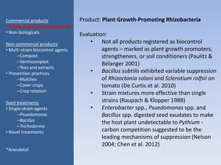 Product: Plant Growth-Promoting Rhizobacteria
Evaluation:
• Not all products registered as biocontrol
agents – marked as plant growth promoters,
strengtheners, or soil conditioners (Paulitz &
Bélanger 2001)
• Bacillus subtilis exhibited variable suppression
of Rhizoctonia solani and Sclerotium rolfsii on
tomato (De Curtis et al. 2010)
• Strain mixtures more effective than single
strains (Raupach & Klopper 1988)
• Enterobacter spp., Psuedomonas spp. and
Bacillus spp. digested seed exudates to make
the host plant undetectable to Pythium -
carbon competition suggested to be the
leading mechanisms of suppression (Nelson
2004; Chen et al. 2012)
Commercial products
• Single-strain biocontrol agents
• Non-biologicals
Non-commercial products
• Multi-strain biocontrol agents
–Compost
–Vermicompost
–Teas and extracts
• Prevention practices
–Mulches
–Cover crops
–Crop rotation
Seed treatments
• Single-strain agents
–Psuedomonas
–Bacillus
–Trichoderma
• Novel treatments
*Anecdotal
 