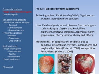 Product: Biocontrol yeasts (Botector®)
Active ingredient: Rhodotorula glutinis, Cryptococcus
laurentii, Aureobasidium pullulans
Uses: Field and post-harvest diseases from pathogens
such as Botrytis cinerea, and Penicillium
expansum, Rhizopus stolonifer, Aspergillus niger;
grape, apple, cherry tomato, cherry and others
Mechanism(s) of suppression: antibiosis due to
pullulans, extracellular enzymes, siderophores and
single-cell proteins (Chi et al. 2009); competition
for nutrients (Chi et al. 2009)
Commercial products
• Single-strain biocontrol agents
• Non-biologicals
Non-commercial products
• Multi-strain biocontrol agents
–Compost
–Vermicompost
–Teas and extracts
• Prevention practices
–Mulches
–Cover crops
–Crop rotation
Seed treatments
• Single-strain agents
–Psuedomonas
–Bacillus
–Trichoderma
• Novel treatments
*Anecdotal
plantmanagementnetwork.org endure-network.eu postharvest.ucdavis.edu
 