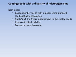Coating seeds with a diversity of microorganisms
Next steps:
• Coat cucumber seeds with a binder using standard
seed coating technologies
• Apply/stick the freeze-dried extract to the coated seeds
• Assess microbial viability
• Conduct disease bioassays
 