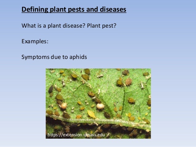 Biological Control For Pest Disease Management - 