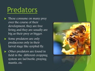 Predators
 These consume on many prey
over the course of their
development, they are free
living and they are usually are
big as their prey or bigger.
 Some predators are only
predaceous only in their
larval stage like syrphid fly.
 Other predators are found in
field in the different cropping
system are lad beetle, praying
mantis, etc.
 