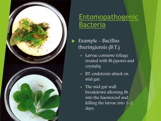 Entomopathogenic
Bacteria
 Example - Bacillus
thuringiensis (B.T.)
 Larvae consume foliage
treated with Bt.(spores and
crystals).
 BT-endotoxin attack on
mid gut.
 The mid gut wall
breakdown allowing Bt.
into the haemocoel and
killing the larvae into 1-2
days.
 