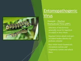 Entomopathogenic
Virus
 Example - Nuclear
Polyhedrosis Virus (NPV)
Infection of baculovirus
generally occur by ingestion
occulded or free virion.
Ingested virion attack mid gut-
occulded bodies dissolve by
protease enzyme
Free virion reach haemocoel,
circulatory system and
respiratory system and attack
there.
 