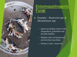 Entomopathogenic
Fungi
 Example - Beauveria spp. &
Metarhizium spp.
 Spores (conidia) contact with
integument, germinate and
develop hyphae.
 Hyphae enter in haemocoel
and develop mycelium.
 Produce toxin- insect die.
 