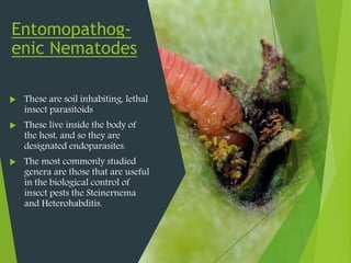 Entomopathog-
enic Nematodes
 These are soil inhabiting, lethal
insect parasitoids
 These live inside the body of
the host, and so they are
designated endoparasites.
 The most commonly studied
genera are those that are useful
in the biological control of
insect pests the Steinernema
and Heterohabditis.
 