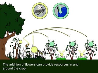 The addition of flowers can provide resources in and
around the crop.
 