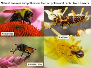 Natural enemies and pollinators feed on pollen and nectar from flowers




Native Bees
                                              Predators




                     Parasitoid Flies
 