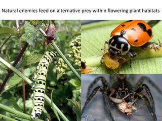 Natural enemies feed on alternative prey within flowering plant habitats
 