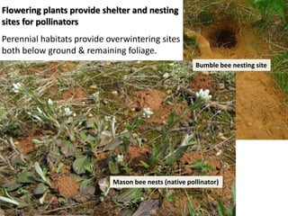 Flowering plants provide shelter and nesting
sites for pollinators
Perennial habitats provide overwintering sites
both below ground & remaining foliage.
                                                       Bumble bee nesting site




                            Mason bee nests (native pollinator)
 
