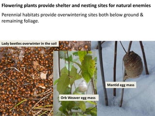 Flowering plants provide shelter and nesting sites for natural enemies
Perennial habitats provide overwintering sites both below ground &
remaining foliage.



Lady beetles overwinter in the soil




                                                            Mantid egg mass


                                      Orb Weaver egg mass
 