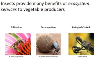 Pollination               Decomposition                  Biological Control




© Jackie / Bugguide.net   © wildlife-pictures-online.com        © Peter Bryant
 