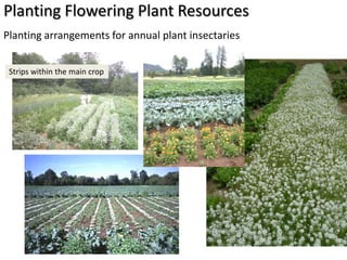 Planting Flowering Plant Resources
Planting arrangements for annual plant insectaries


 Strips within the main crop
 