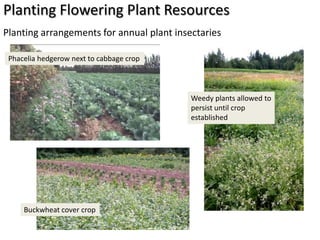 Planting Flowering Plant Resources
Planting arrangements for annual plant insectaries

 Phacelia hedgerow next to cabbage crop



                                           Weedy plants allowed to
                                           persist until crop
                                           established




     Buckwheat cover crop
 
