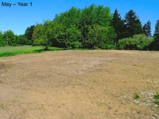 May – Year 1   Flower plot establishment
 