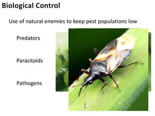 Use of natural enemies to keep pest populations low

   Predators


   Parasitoids


   Pathogens
 