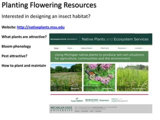 Planting Flowering Resources
Interested in designing an insect habitat?
Website: http://nativeplants.msu.edu

What plants are attractive?

Bloom phenology

Pest attractive?

How to plant and maintain
 