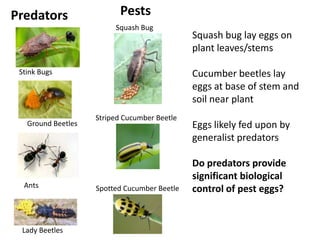 Predators                 Pests
                         Squash Bug
                                              Squash bug lay eggs on
                                              plant leaves/stems

 Stink Bugs                                   Cucumber beetles lay
                                              eggs at base of stem and
                                              soil near plant
                    Striped Cucumber Beetle
   Ground Beetles                             Eggs likely fed upon by
                                              generalist predators

                                              Do predators provide
                                              significant biological
  Ants              Spotted Cucumber Beetle   control of pest eggs?


 Lady Beetles
 