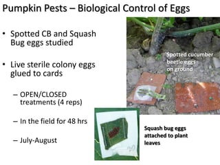 Pumpkin Pests – Biological Control of Eggs

• Spotted CB and Squash
  Bug eggs studied
                                       Spotted cucumber
• Live sterile colony eggs             beetle eggs
                                       on ground
  glued to cards

   – OPEN/CLOSED
     treatments (4 reps)

   – In the field for 48 hrs
                               Squash bug eggs
                               attached to plant
   – July-August               leaves
 