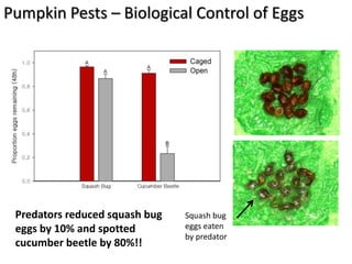Pumpkin Pests – Biological Control of Eggs




 Predators reduced squash bug   Squash bug
 eggs by 10% and spotted        eggs eaten
                                by predator
 cucumber beetle by 80%!!
 