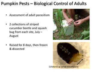 Pumpkin Pests – Biological Control of Adults

  • Assessment of adult parasitism

  • 2 collections of striped
    cucumber beetle and squash
    bug from each site, July –
    August

  • Raised for 8 days, then frozen
    & dissected




                                     Celatoria sp larval mouthparts
 