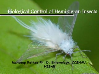 Biological Control of Hemipteran Insects
Mandeep Rathee Ph. D. Entomology, CCSHAU,
HISAR
 