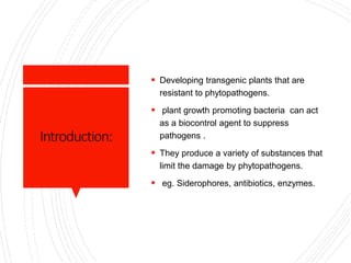 Biocontrol of pathogens using siderophores, antibiotics, enzymes FOR ...