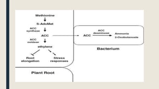 role of pgpr in plant development | PPTX